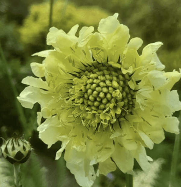 Cephalaria Gigantea (3.25" pot)